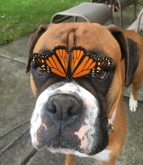 18 Pics That Prove Boxer Dogs Are Not The Funniest Dogs Everyone Says They Are – The Paws Boxer (dog), Boxer Puppy, Fur Mama, Boxer Dogs, Cute Creatures, A Butterfly, Funny Animal, Cute Little Animals, Beautiful Dogs