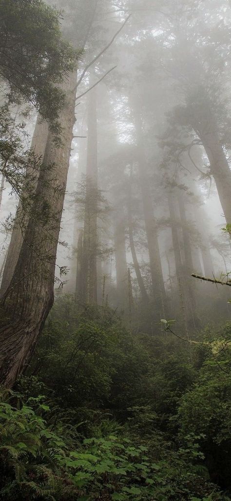 Iphone Wallpaper Forest, Foggy Trees, Wallpaper Forest, Dark Naturalism, Hd Desktop Wallpaper, Dark Forest Aesthetic, Forest Aesthetic, Hd Nature Wallpapers, Dark Green Aesthetic