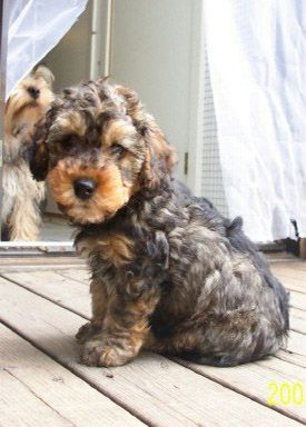 CAN I PLEASE HAVE THIS YORKIPOO!!!!???? :)) normally I prefer big fogs but I think I'd make an exception Yorkie Poodle, Dog Breeds Pictures, Yorkie Poo, Poodle Mix, Terrier Dogs, Cute Creatures, Beautiful Dogs, I Love Dogs