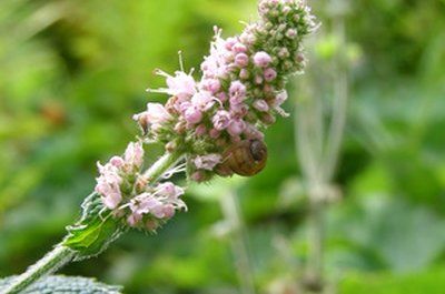 Because of its familiar, refreshing aroma and tangy flavor, mint is one of the most familiar of all herbs. A versatile herb, mint will add zing to hot dishes, meats, jams, jellies, and hot and cold drinks. If you're adventurous, you can save the seeds from existing mint plants, dry the seeds and plant them the ... Mint Seeds, Mint Flowers, Mint Plants, Alphabet Activities Preschool, Hot Dishes, Seed Saving, Dry Flower, Alphabet Activities, Seed Packets