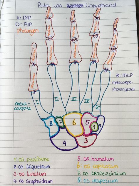 Mbbs Anatomy Notes, Hand Joints Anatomy, Bones In The Body Human Anatomy, Bone Notes Anatomy, Anatomy Of A Hand, Anatomy Bones Notes, Bone Anatomy Study, Anatomy Bones Studying, Bone Markings Anatomy