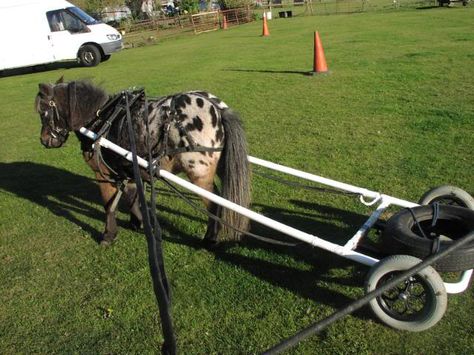 training travois idea Mini Horse Cart, Miniature Horse Stalls, Pony Cart, Driving Training, Horse Chariot, Horse Driving, Miniature Horse Barn, Driving Horses, Horses Pulling Wagons