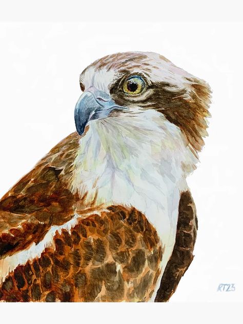 "Hand painted Watercolor of an Osprey" Framed Art Print for Sale by Bexmoony | Redbubble Osprey Bird, Different Birds, Progress Pictures, Make Photo, Traditional Paintings, Watercolor Artwork, Dali, Traditional Art, Painting Inspiration