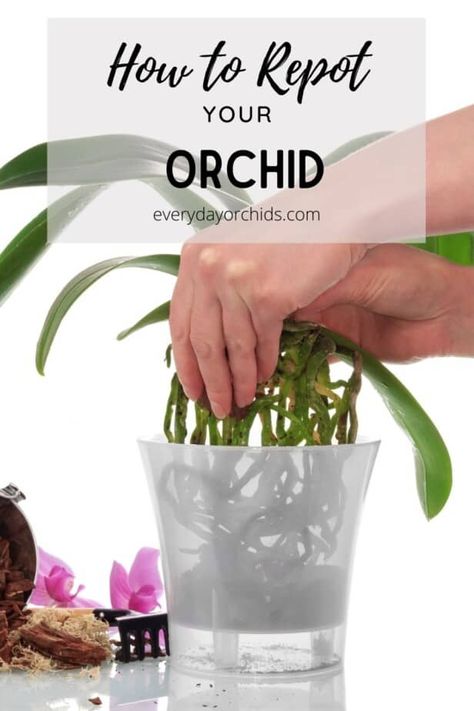 Orchid Potting Mix, Orchid Terrarium, Repotting Orchids, Indoor Orchids, Orchid Plant Care, Orchid Roots, Orchids Care, Orchid Planters, Types Of Orchids