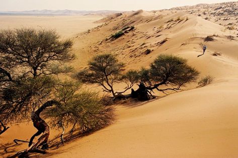 Desert Map, Kalahari Desert, Botswana Safari, Visit Africa, Namib Desert, Africa Wildlife, Wildlife Safari, Safari Tour, Out Of Africa