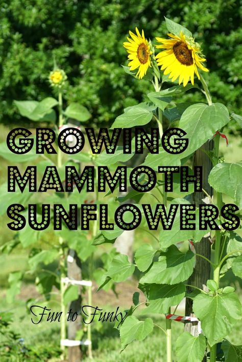 Fun to Funky: Mammoth Sunflowers + My Tips! Happy 40, Mammoth Sunflower, Sunflower Plant, Zone 9b, Gardens Backyard, Growing Sunflowers, Giant Sunflower, Planting Sunflowers, Florida Garden