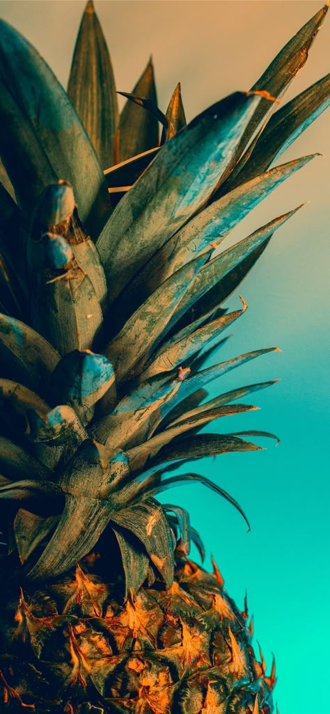 Iphone Wallpaper Tropical, Iphone 8 Wallpaper Hd, Ed Wallpaper, Whats Wallpaper, Pineapple Wallpaper, Tree Palm, Wallpaper Iphone Summer, Fruit Wallpaper, Plant Images