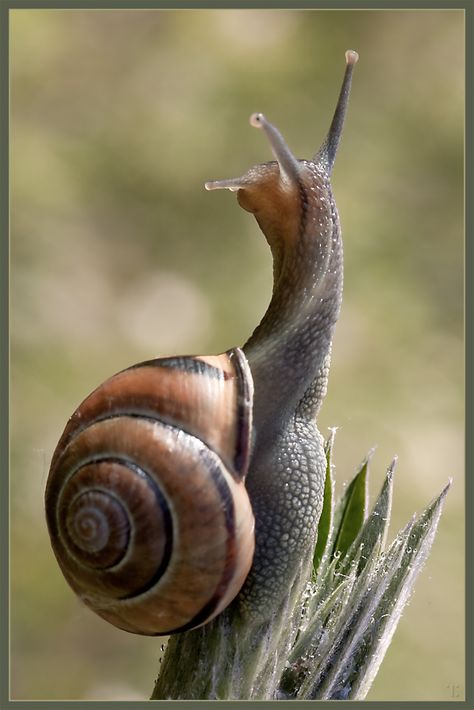 Snail / Wonderful Photo Pet Snails, Snail Art, Beautiful Bugs, Airbrush Art, Bugs And Insects, Animal Photo, Nature Animals, Amphibians, 귀여운 동물