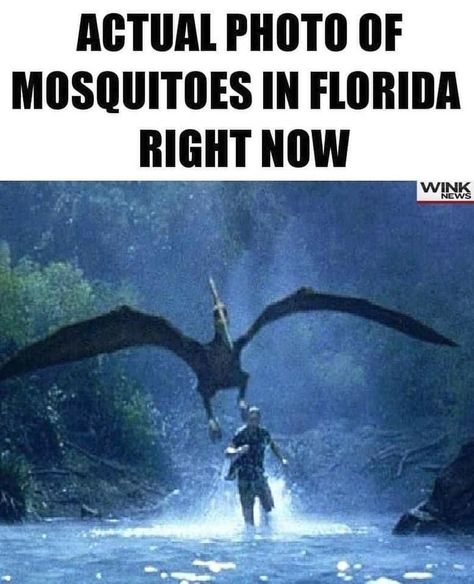 Sarah Miller Montagna on Instagram: “. I’m telling you the truth about our mosquito’s 🦟” Funny Mosquito, Florida Funny, Southern Humor, Sarah Miller, Annoying People, Daily Funny, Memes Humor, Hysterically Funny, Fun Comics