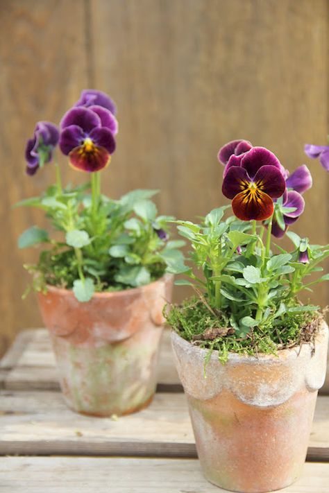 Creative spring garden pots and planters to inspire you right into spring. Perfect for your porch or on your table, these combinations are easy and beautiful. Garden Containers, Deco Floral, Clay Pot, Garden Cottage, Country Gardening, Spring Garden, Container Plants, Clay Pots, Pansies