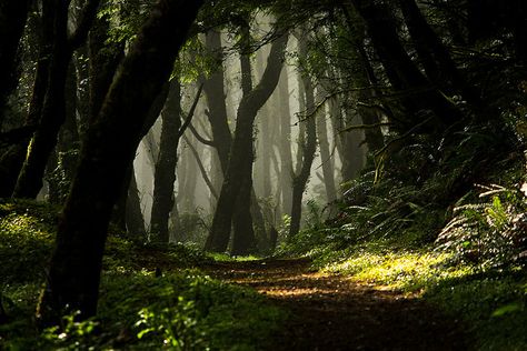 Enchanted Woods- Cascade Head, upper trail, near Lincoln City, OR USA English Forest, Bale Dance, 숲 사진, Lincoln City Oregon, Brand Boards, Laptop Wallpapers, Forest Scenery, Enchanted Wood, Dream Fantasy