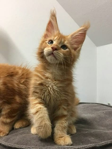 Piccolo￼♥️red solid ! Ginger Mancoon Cat, Orange Mancoon Cat, Ginger Mainecoon Cat, Orange Maine Coone Cat, Red Mainecoon Cat, Mainecoon Cat Orange, Orange Maine Coone, Mancoon Cat, Maine Coone Kitten