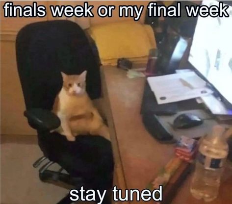 Stay tuned #cats #catsofinstagram #post #viralcat #exam #exams Exams Memes, College Memes, Acrylic Sculpture, Good Morning Funny, Silly Cats Pictures, Cat S, Funny Animal Jokes, Some Funny Jokes, Funny Cute Cats