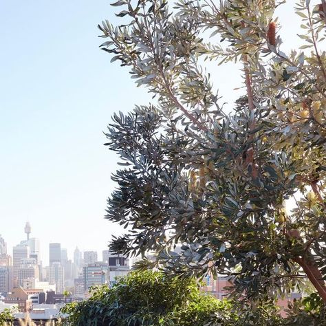 DangarBarinSmith on Instagram: "PLANT FOCUS. Banksia's add a uniquely and iconic Australian feel to any landscape, especially when they are in bloom. Their textured and sculptural canopy creates a natural habitat for birds. The silvery undertones of the Banksia integrifolia make these one of our favourite native trees.   Photography: @prueruscoe" Townhouse Courtyard, Banksia Integrifolia, Trees Photography, In Bloom, Habitat, Trees, Birds, Sculpture, Feelings