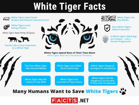 Tiger Facts For Kids, Tiger Facts, White Tiger Cubs, Tiger Conservation, Tiger Attack, White Tigers, Panthera Tigris, Tiger Love, Common Birds