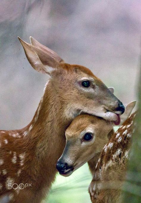 Animal Siblings, Deer Photos, Wild Creatures, Brother And Sister, Baby Animals Funny, Whitetail Deer, Cute Animal Pictures, Wild Life, Sweet Animals