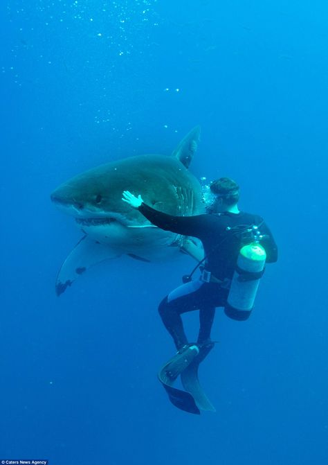 Shark In The Ocean, Shark Attacks, Save The Sharks, Photos Of Animals, Shark Photos, Shark Pictures, Big Shark, Shark Bait, Shark Diving