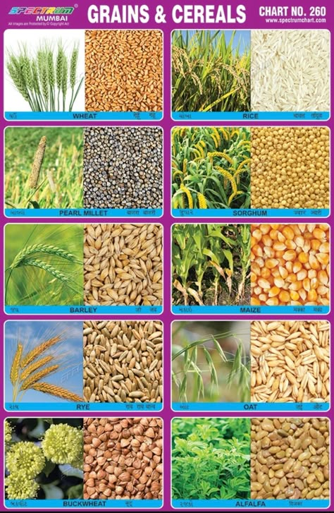 Types Of Grains, Types Of Grains Chart, List Of Grains Food, Millet Plant, Indian Agriculture Photos, Growing Rice, Name Of Vegetables, Importance Of Agriculture, Types Of Cereal