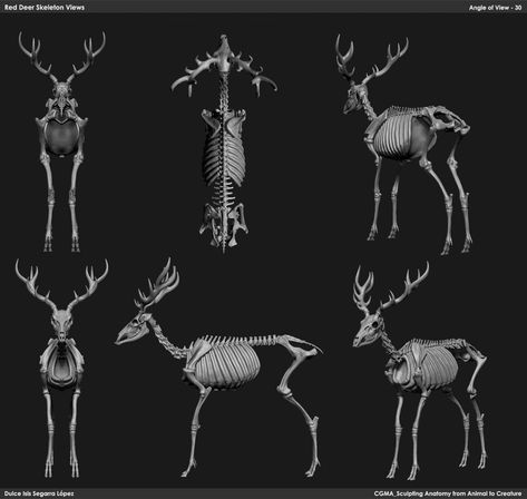 Deer Anotamy, Deer Anatomy Study, Deer Skeleton Anatomy, Deer Anatomy, Antlers Drawing, Deer Skeleton, Water Deer, Deer Wallpaper, Deer Drawing