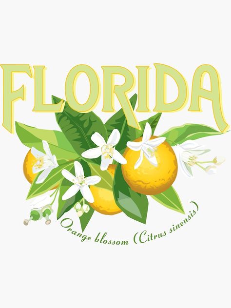 Florida State Flower, Perfume Orange, Retro Florida, Blossom Perfume, Logos Vintage, Florida Food, Flower Orange, Florida Oranges, Florida Design