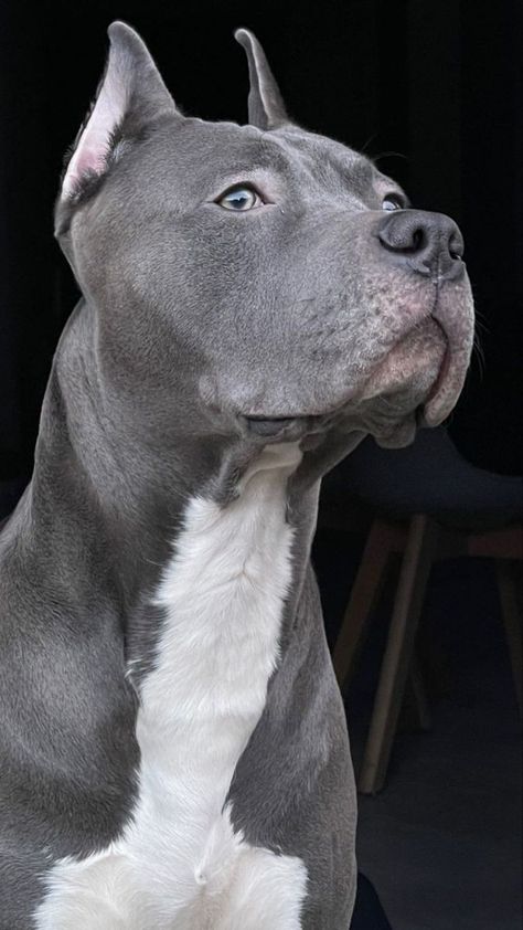 Pretty Pitbulls, Amstaff Blue, Grey Pitbull, Pitbull Dog Puppy, Pitbull Dog Breed, Pitbull Art, Blue Nose Pitbull, Conway Twitty, Rare Dogs