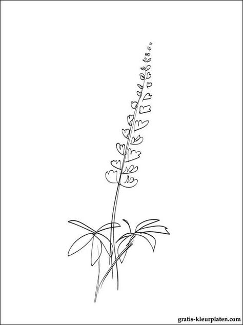 Lupine Line Art, Lupine Drawing Simple, Lupines Tattoo, Lupine Flower Drawing, Bluebonnet Drawing Simple, Lupin Tattoo Flowers, Lupine Flower Tattoo, Lupin Drawing, Lupine Flowers Tattoo