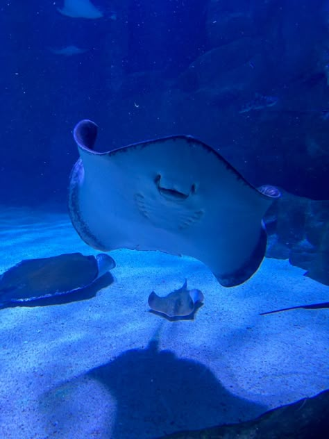 Planets Aesthetic, Cute Stingray, Cool Sea Creatures, Beautiful Sea Creatures, Water Animals, Cute Shark, Underwater Creatures, Me Photo, Aquatic Animals