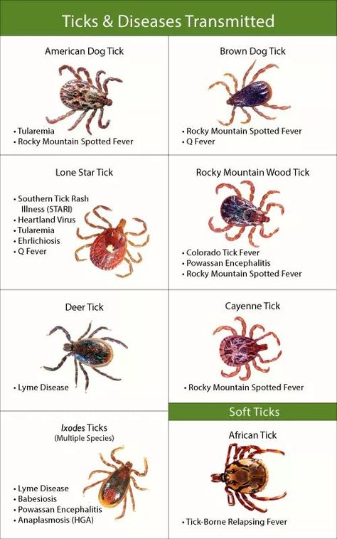 Survival Information, Types Of Ticks, Tick Bite, Survival Skills Life Hacks, Survival Life Hacks, Survival Techniques, Survival Life, Wilderness Survival, Bugs And Insects