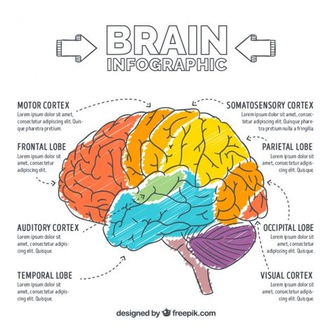 Hand-painted brain infographic Free Vect... | Free Vector #Freepik #freevector #infographic #template #education #medical Brain Infographic, Sistem Saraf, Brain Models, Occipital Lobe, Brain Based Learning, Health Icon, Brain Facts, Brain Connections, Brain Anatomy