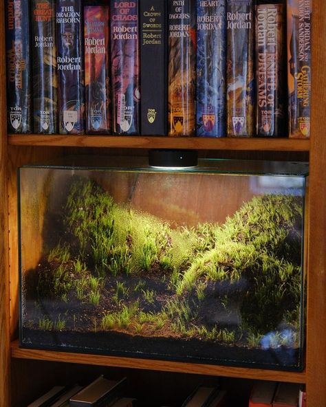 Terrarium Shelf, Fish Tank Terrarium, Aquascape Design, Fish Tank Design, Reptile Room, Plant Projects, Moss Terrarium, Vivarium, Terrarium Plants