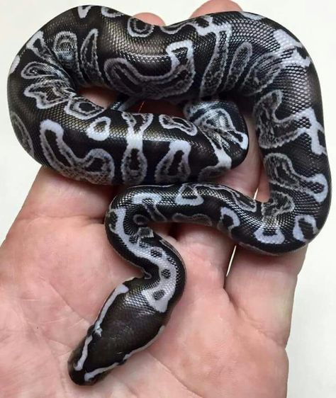 Gorgeous Ball Python Morph. Cool Snakes, Pretty Snakes, Ball Python Morphs, Cute Snake, Cute Reptiles, Beautiful Snakes, Pet Snake, Reptile Snakes, Ball Python