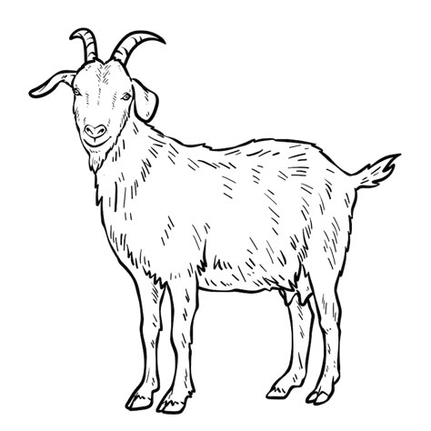 Goat Sketch, Goat Drawing Easy, Goat Line Art, Goat Simple Drawing, Goat Outline, Goats Drawing Sketch, Goat Drawing Sketch, Goat Line Drawing, Goat Drawing