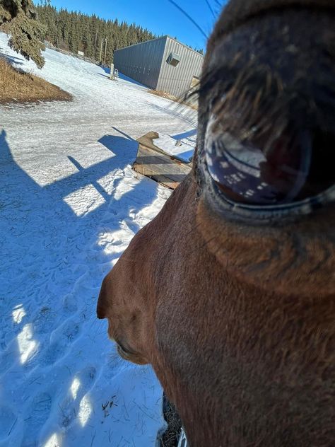 horse (@horseimage) on X Funny Horse Face, Random Texts, Horse Riding Aesthetic, Funny Horse Pictures, Funny Animated Cartoon, Funny Horses, Horse Boarding, Horse Face, Funny Horse