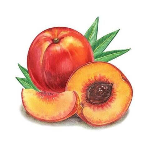 Peach Crafts, Rethink Your Drink, Wee Folk Art, Fruit Art Drawings, Fruit Crafts, Juicy Peach, Fruit Coloring Pages, Fruits Drawing, Peach Art