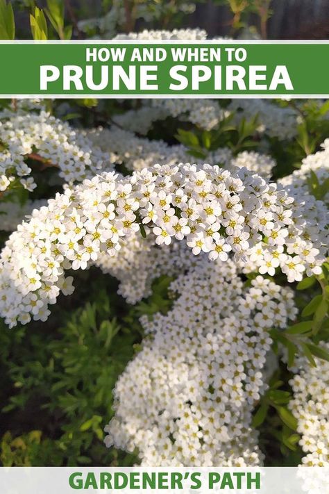 Showy spring- or summer-flowering shrubs, spirea need an annual pruning to keep their good looks, with full foliage and plenty of flowers. But the different flowering times demand different maintenance routines. Learn how to prune spirea for sumptuous shrubs in just a few easy steps. #pruning #spirea #gardenerspath Snowmound Spirea, Goldmound Spirea, Spirea Plant, Spirea Bush, Spirea Shrub, Bridal Wreath Spirea, Pacific Northwest Garden, Garden Problems, Bridal Wreath