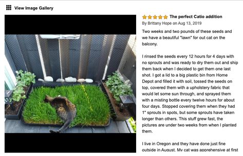 Grass Box For Cats, Grass Patch For Cats, Diy Cat Grass Bed, Balcony Litter Box Ideas, Cat Grass Box Diy, Cat Grass Indoor Ideas, Cat Grass Indoor, Cat Diys, Dorm 2023