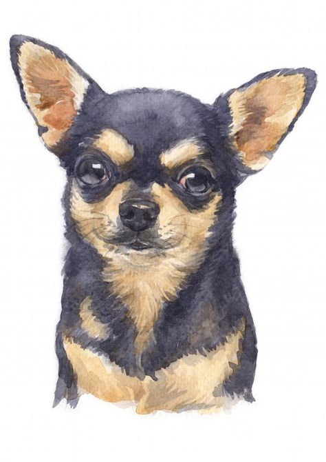 Chihuahua Drawings, Chiuhauha Drawing, Paintings Of Animals, Chiuahaha Drawing, Dog Drawings, Dog Watercolor, Dog Painting, Chihuahua Art Drawing, Chihuahua Painting