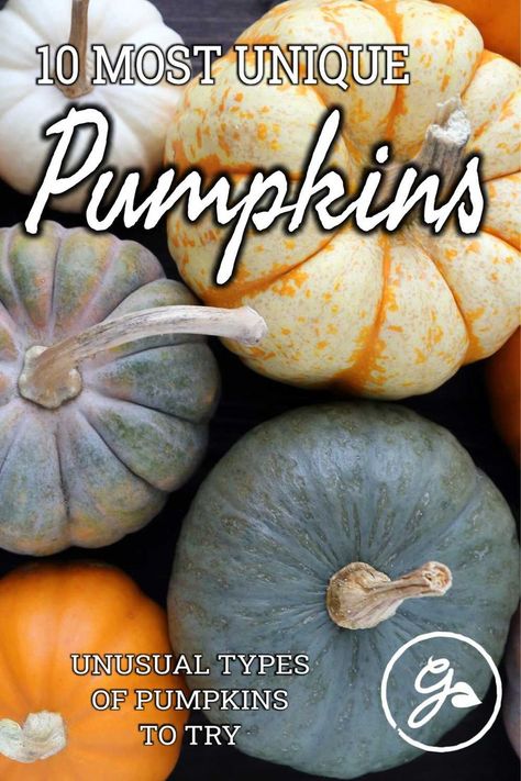 It's time to break out of the classic orange pumpkin mold and try something new. Here's our list of the 10 most unusual types of pumpkins. Pumpkin Tendrils, Pumpkin Types, When To Pick Pumpkins, Pumpkin Varieties Chart, When Are Pumpkins Ready To Harvest, Planting Pumpkin Seeds, Pumpkin Mold, Types Of Pumpkins, Planting Pumpkins