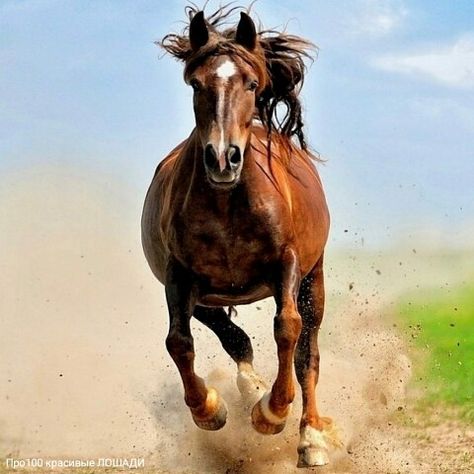 | OK.RU Horse Running, Horse Riding Clothes, Free Horses, All About Horses, Chestnut Horse, Show Jumping, Editing Background, Instagram Photography, Horse Pictures