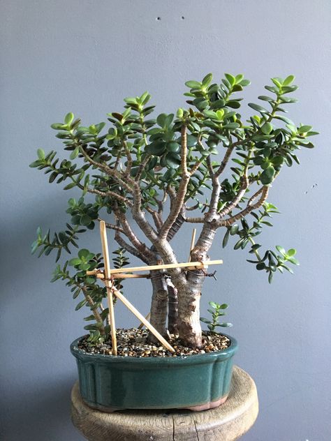 Crassula Bonsai, Plant Nanny, Jade Tree, Bonsai Tree Care, Jade Plant, Crassula Ovata, Garden Decor Projects, Outdoor Furniture Plans, Bonsai Art