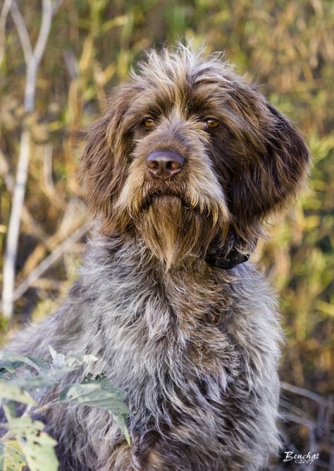 Next dog: Wirehaired pointing Griffon Best Large Dog Breeds, Korthals Griffon, Hunting Dogs Breeds, Wirehaired Pointing Griffon, Pointing Griffon, Family Friendly Dogs, Scruffy Dogs, Petit Basset Griffon Vendeen, Griffon Dog