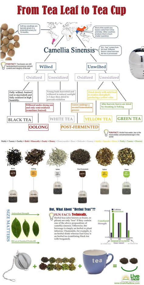 tea infographics - Album on Imgur Tea Infographic, Tea Vibes, Different Teas, Tea Facts, Tea Live, Tea Website, Different Types Of Tea, Yellow Tea, Tea Benefits