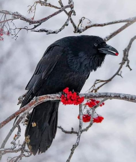 Raven Photography, Crow Photography, Crow Pictures, Crow Flying, Crows Drawing, American Crow, Raven Bird, Crow Art, Jackdaw