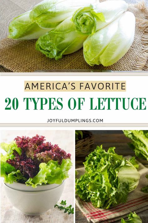 different types of lettuce for salad Unique Lettuce Salads, Types Of Lettuce For Salads, Lettuce Types, Different Types Of Lettuce, Gem Lettuce, Types Of Lettuce, Waldorf Salad, Head Of Lettuce, Salad Greens