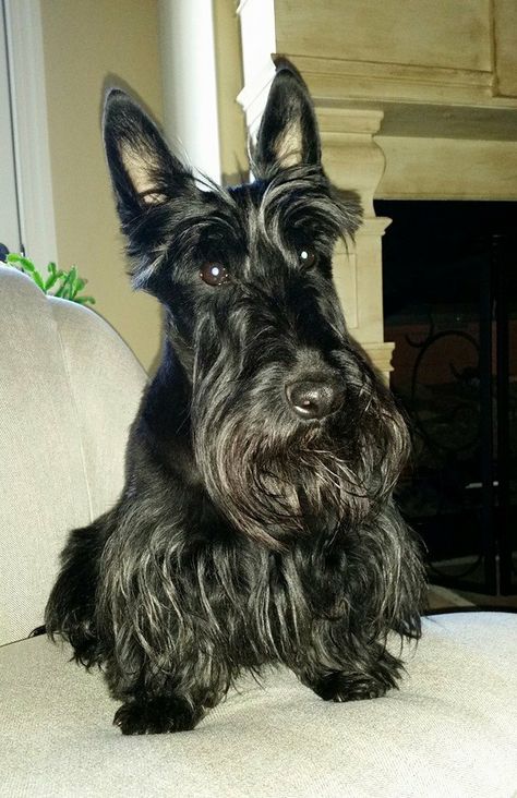 Scottish pride...... Scottish Pride, Scottie Terrier, Scotty Dog, Scottish Terriers, Scottie Dogs, Scottish Terrier, Cairns, Scottie Dog, Terrier Dogs