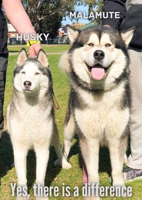 Husky Facts, Caine Husky, Siberian Husky Facts, Alaskan Malamute Puppies, Malamute Husky, Malamute Dog, Malamute Puppies, Alaskan Husky, Dog Breeds List