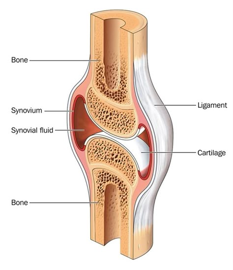 Knee Cartilage Repair, Hyaline Cartilage, Joints Anatomy, Synovial Fluid, Basic Anatomy And Physiology, Human Body Anatomy, Biology Lessons, Teaching Biology, Human Anatomy And Physiology