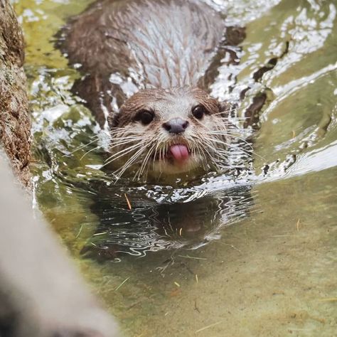 Cute Otters, Otters Cute, Otter Love, Sea Otters, 강아지 그림, Super Cute Animals, Sea Otter, Cute Animals Images, Pretty Animals