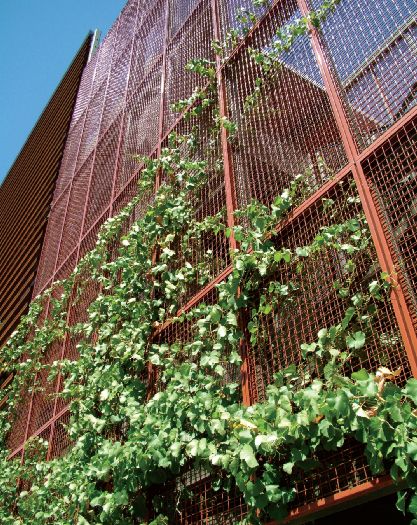 Vines On Metal Fence, Creeper Trellis, Creeper Wall, Fence Planting, Creepers Plants, Trellis System, Wall Plants, Mesh Fence, Screen Plants