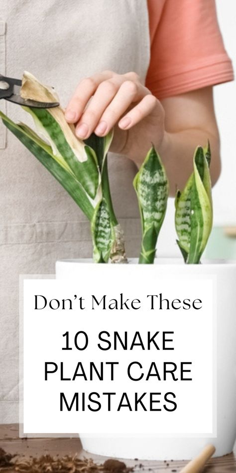 Don’t make these 10 snake plant care mistakes. Find out the most common errors plant parents make and how to avoid them for a healthy, thriving snake plant. Save this pin for later and click to learn more! Twisted Sister Snake Plant, Snake Plant Care Tips, Decorating With Snake Plants, Snake Plant Care Indoor, Care For Snake Plant, Raven Plant, Cane Plant Care, Repotting Snake Plant, Snake Repellant Plants